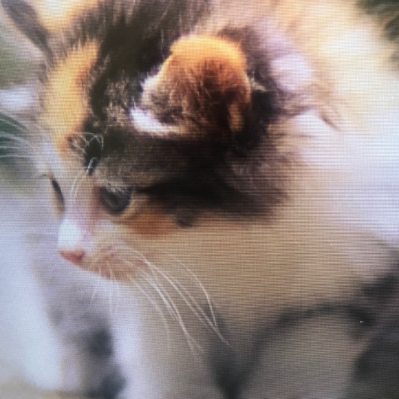 Meet your Posher, Hutchinson - Picture 1 of 1